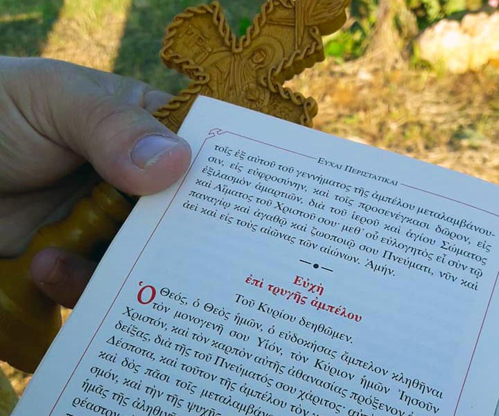 Ξεκίνησε ο τρύγος του 2020 στον Όλυμπο