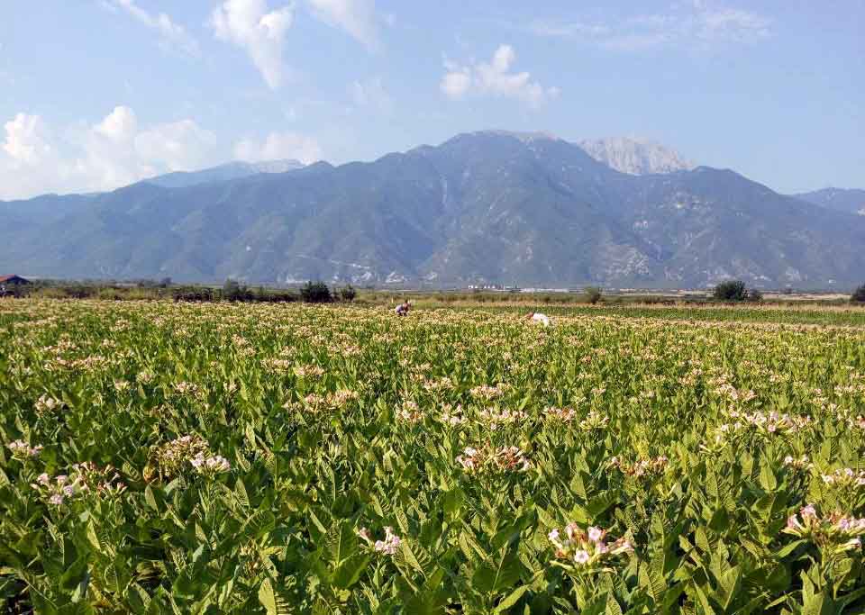 Μάνη | Παράταση υφιστάμενων αδειών διαμονής στους εργάτες γης