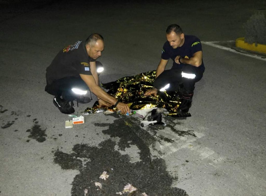 Κατερίνη | Θανάτωσαν με φόλα το σκύλο-μασκότ της Πυροσβευστικής Υπηρεσίας