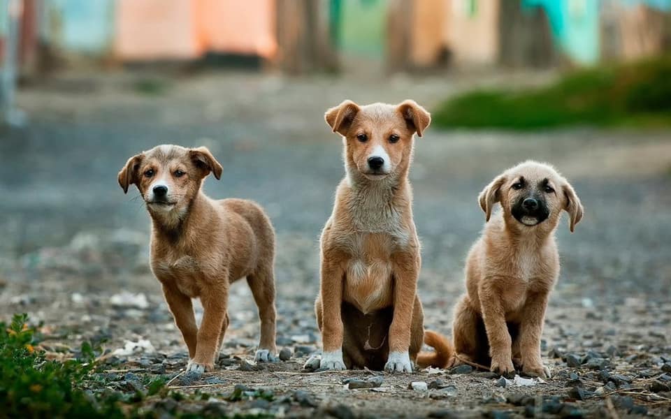 Δίου-Ολύμπου | 372.000 € για τη δημιουργία καταφυγίου αδέσποτων ζώων συντροφιάς