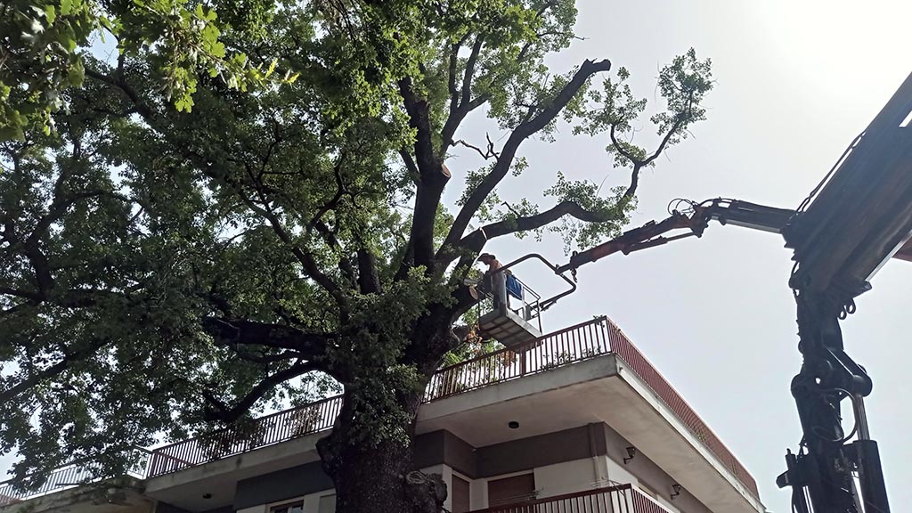 Λιτόχωρο | Ξεκίνησε η κοπή του δέντρου στον Άγιο Γεώργιο (φωτογραφίες και βίντεο)