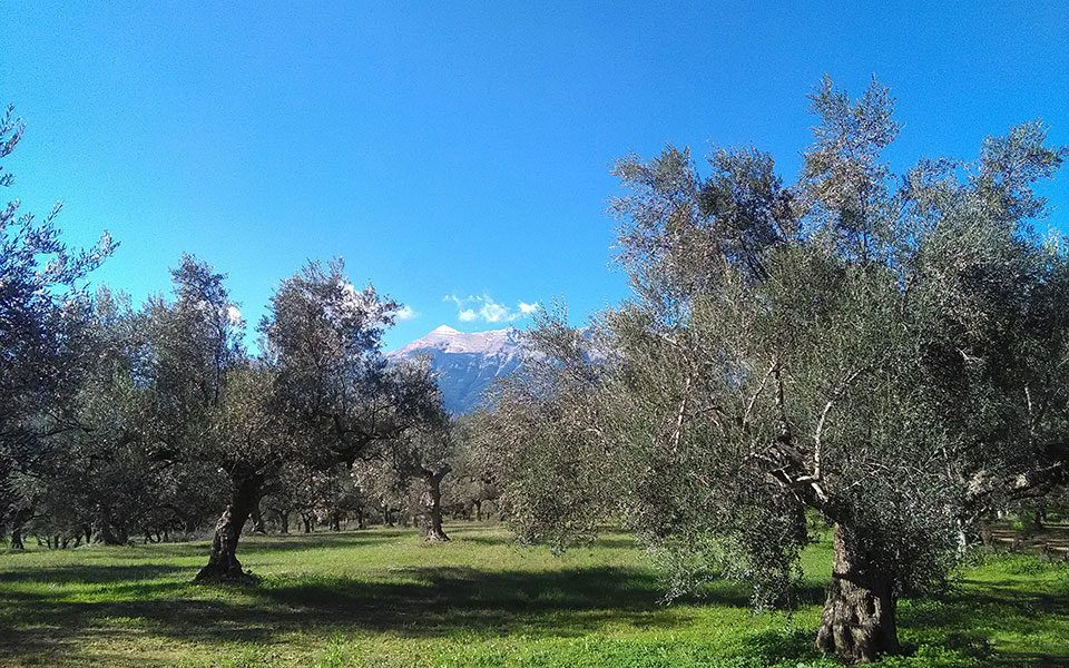 Σπαρτιάτικη διατροφή για φοιτητές του Γέιλ