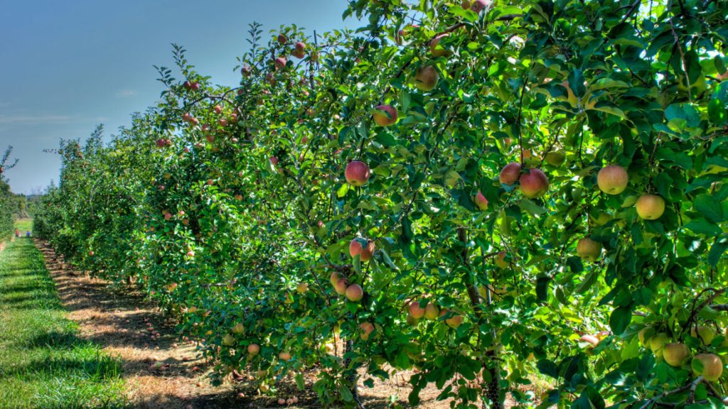 Μήλα | Tο πορτρέτο της ελληνικής παραγωγής