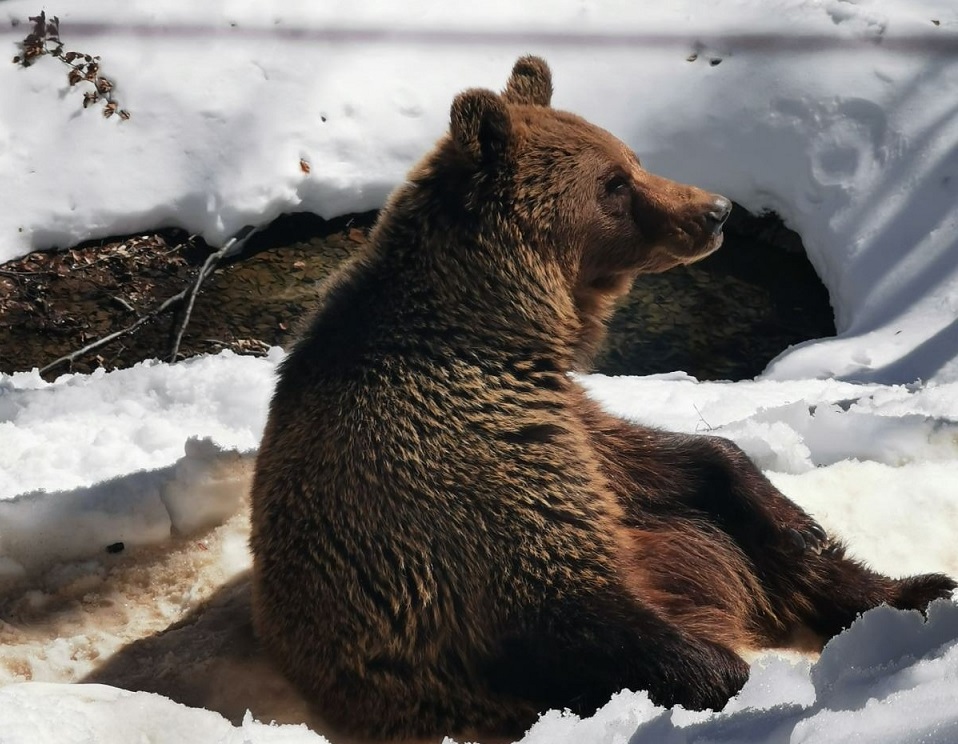 Νυμφαίο | Ξύπνησαν οι πρώτες αρκούδες στο Περιβαλλοντικό Κέντρο του Αρκτούρου