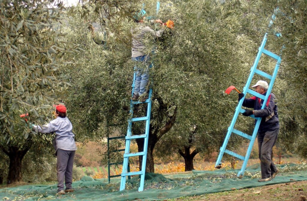 Χρυσή χρονιά αναμένεται η φετινή για τους Έλληνες ελαιοπαραγωγούς